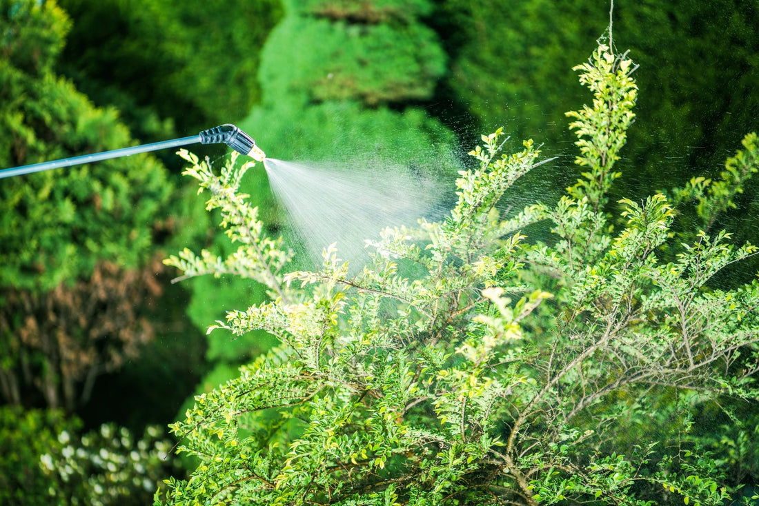 Liquid Fertilizer on Trees