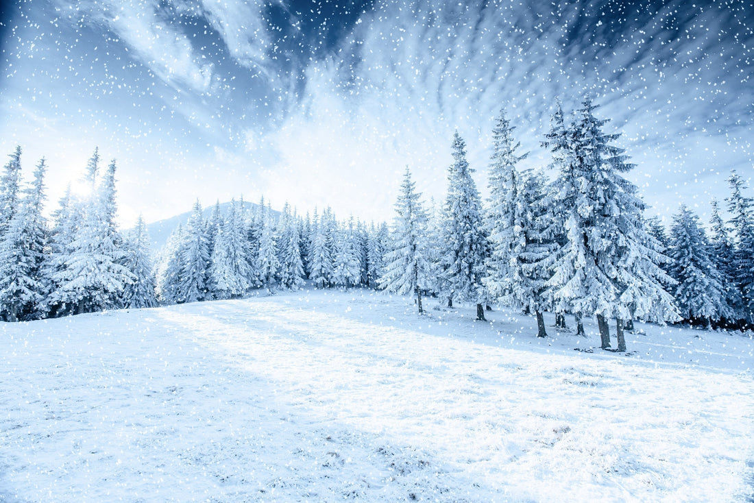 Snow covered trees in winter landscape